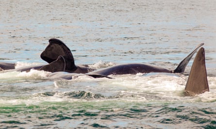 North Atlantic right whales mating off the coast of Canada.