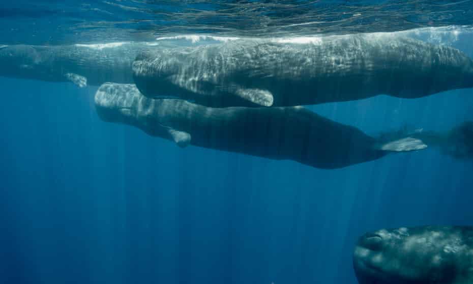 Underwater with Sri Lanka's sperm whales – in pictures | Whales | The