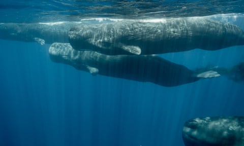 Sperm whales in the Indian Ocean.