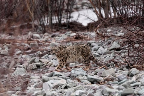 Um leopardo-das-neves caminha por um terreno na vila de Shang, no distrito de Leh, na região de Ladakh, na Índia. A Índia abriga a maior população mundial de leopardos-das-neves, estimada em cerca de 700 indivíduos.