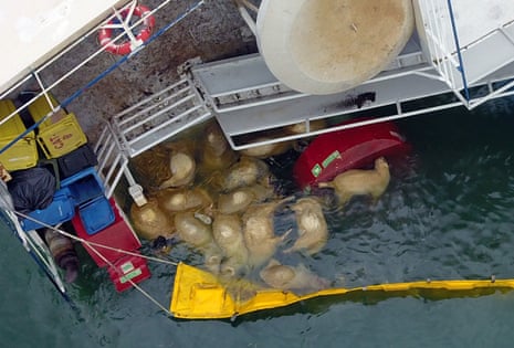 Sheep corpses around the Queen Hind vessel.