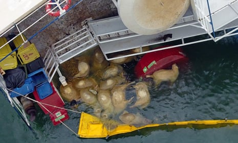 Livestock vessel Queen Hind capsized off Romania, leading to the deaths of more than 14,000 sheep.