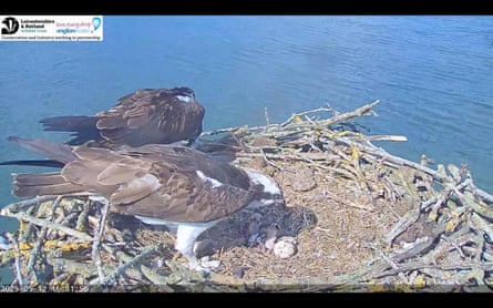 Two ospreys stand in a nest in which eggs and chicks can be seen.