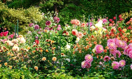 Masses of colorful dahlias growing in the gardens of Parc Floral de Paris, 