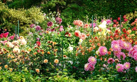 Parc Floral de Paris'in bahçelerinde sayısız rengarenk yıldız çiçeği yetişiyor.