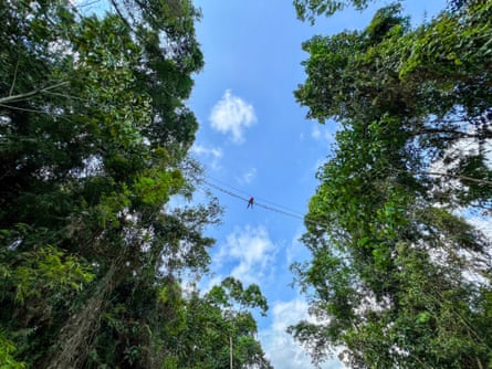 An animal on a canopy bridge seen from below against the sky.