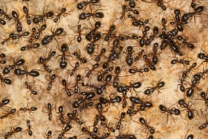 Carpenter ants in the nest with pupas and larvae, Italy.