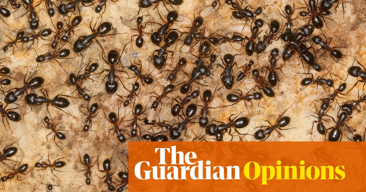 Politicians are complicit in the killing of our insects – we will be next | Molly Scott Cato