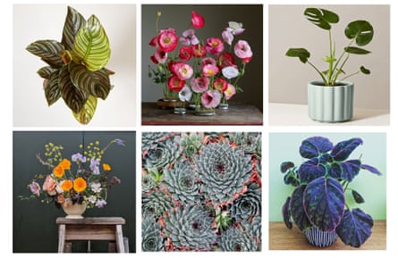 Grow Your Likes The Unstoppable Rise Of The Insta Plant Gardens The Guardian