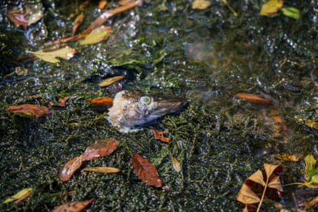 Aerial image of a dead fish among dried jewel-toned leaves in a drying riverbed