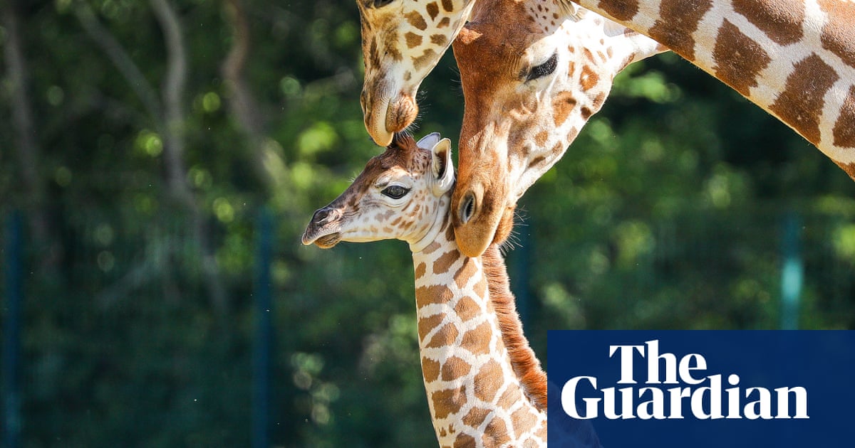 Жираф фото животного для детей Жираф фото животного для детей