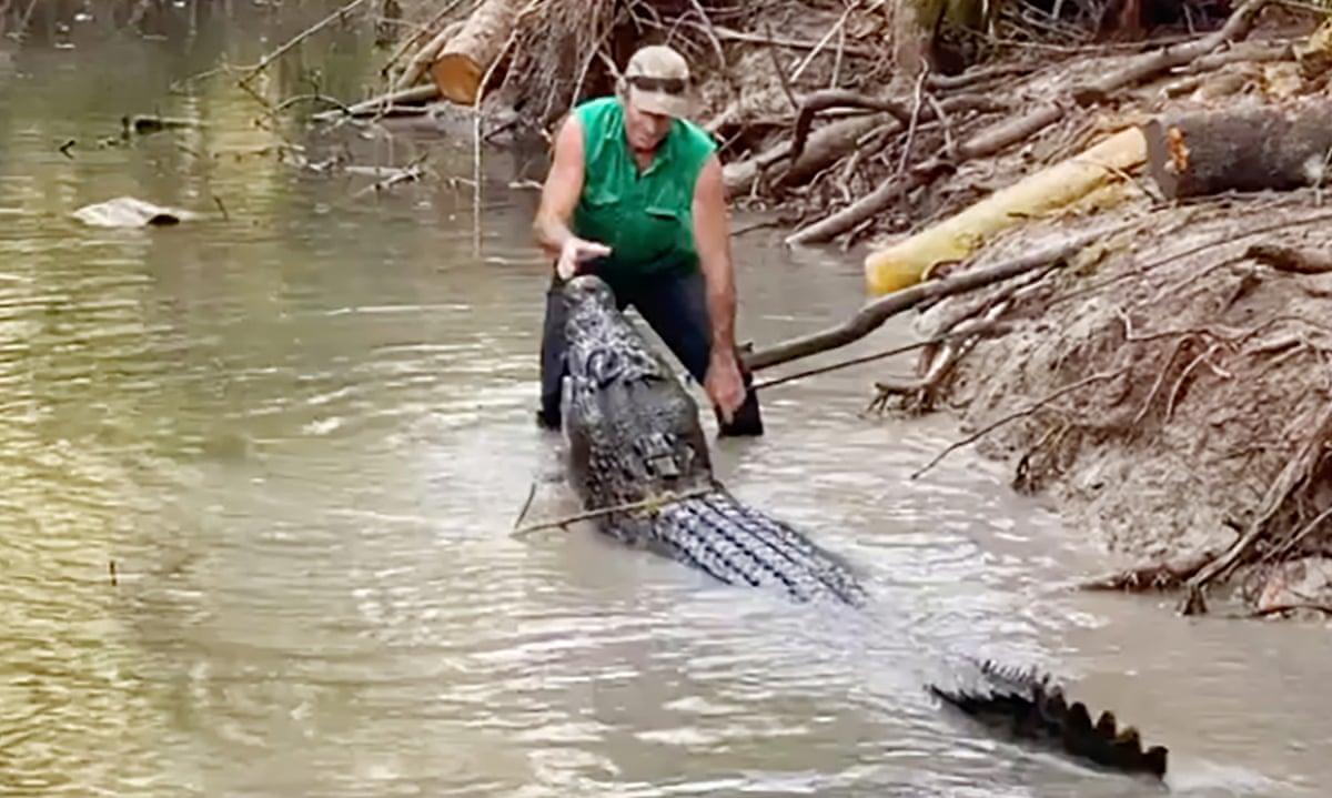 Sit Sit How One Australian Dealt With A 4m Crocodile Called Bonecruncher Crocodiles The Guardian