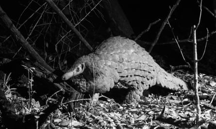Pangolins are some of Kenya’s most trafficked animals.