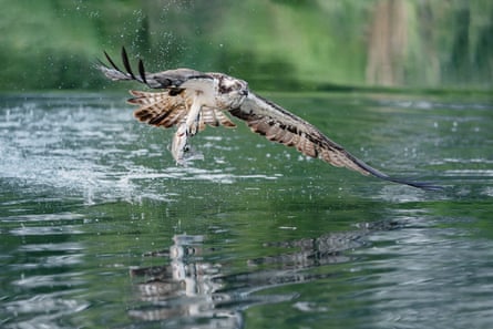 An osprey low over water, catching a fish