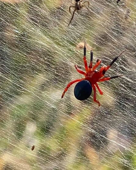 Web of intrigue as giant spider legs it to Australia, The Courier