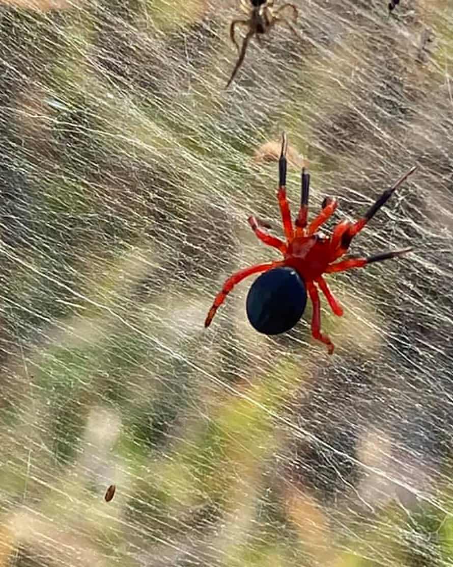 Thousands of spiders, including the red and black Ambicodamus species, have created large webs after the Victoria floods