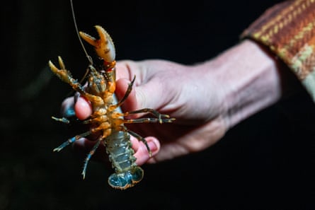 Spiny crayfish