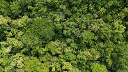 A portion of the Ambue Ari reserve, a 1,000-hectare patch of jungle in Bolivia.