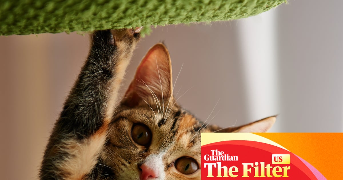 ‘It saved my couch’: 10 must-have items cat owners swear by to pet-proof their home | Life and style ‘It saved my couch’: 10 must-have items cat owners swear by to pet-proof their home | Life and style
