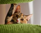 Source-feed image associated with ‘It saved my couch’: 10 must-have items cat owners swear by to pet-proof their home