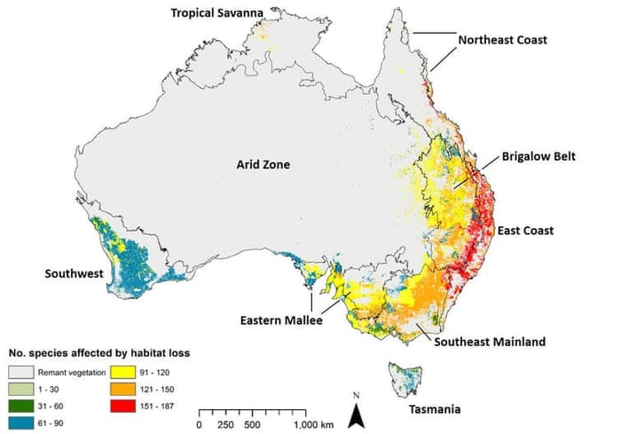 Australia S Beloved Native Birds Are Disappearing And The Cause Is Clear The Conversation Environment The Guardian