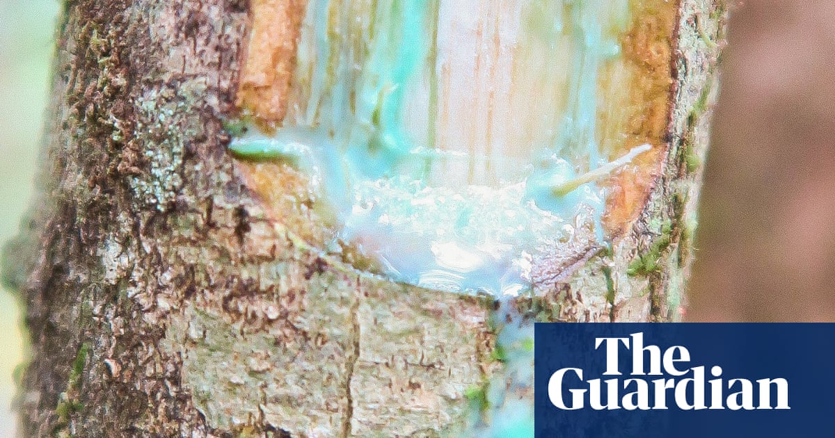 Plantwatch: the trees that feed on metal | Environment ...