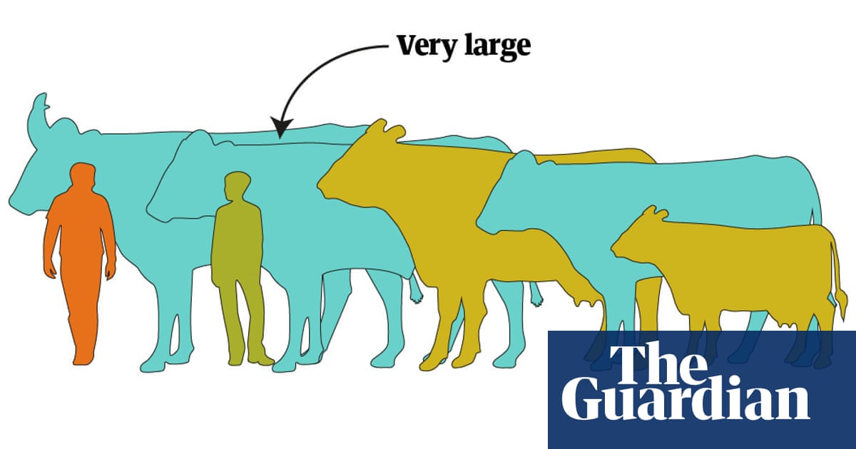 No lie, Knickers the big cow is actually quite large