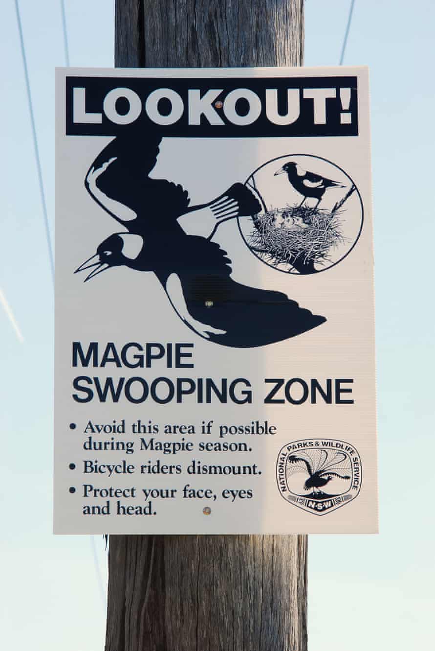 when magpies attack the swooping dive bombing menace and how to avoid them birds the guardian when magpies attack the swooping dive bombing menace and how to avoid them birds the guardian