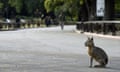 A Patagonian mara is seen at the entrance of Buenos Aires zoo, which has been converted into an ecological park.