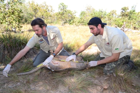 Scientists Arnaud Desbiez and Gabriel Massocato taking measurements from a giant armadillo.