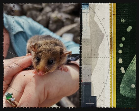 Closeup of a mountain pygmy possum in a woman’s hand