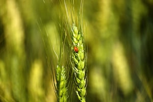 A ladybird on a stalk of wheat