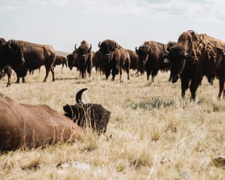 Bison on a field