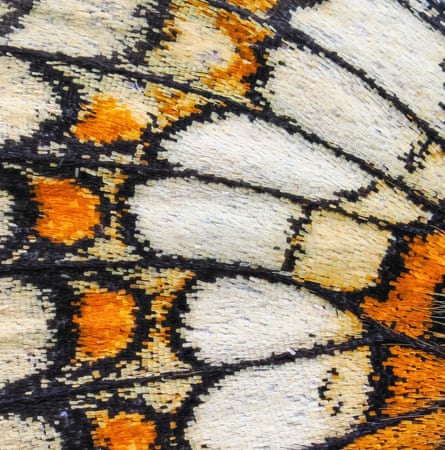 A close-up of a Heath Fritillary’s scales