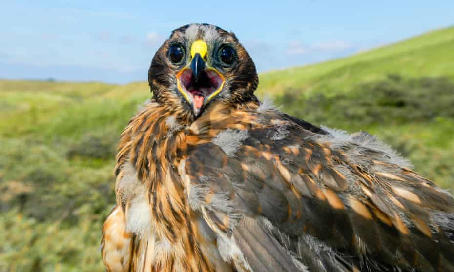 Twelve breeding pairs of hen harriers in England produced 47 chicks in 2019. 