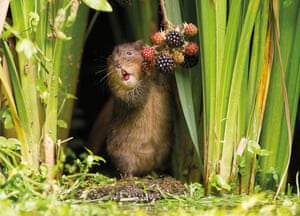 A water vole snacks on berries – the image titled Berry Brunch, was selected by Countryfile viewers as the winner of the show’s annual photography competition