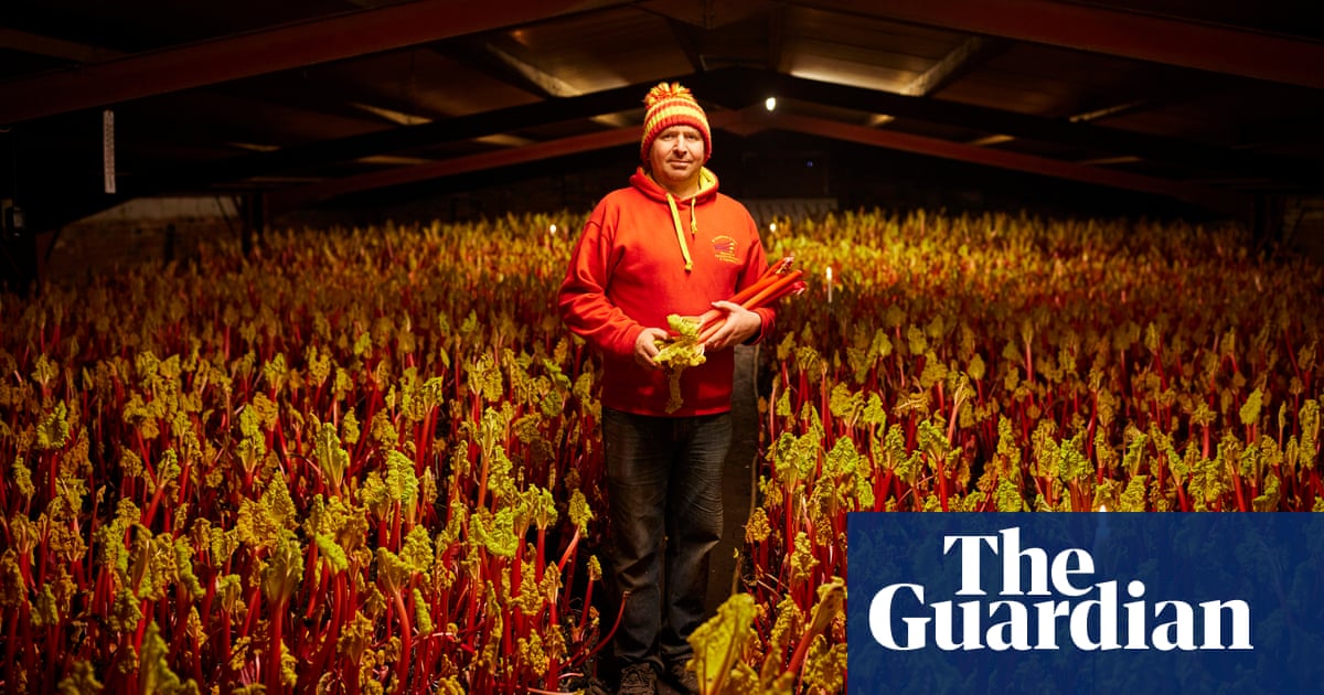 Tickled pink: rhubarb growers see explosion in demand for Yorkshire crop | Food Tickled pink: rhubarb growers see explosion in demand for Yorkshire crop | Food