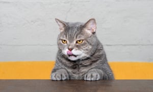 We are overfeeding our cats.