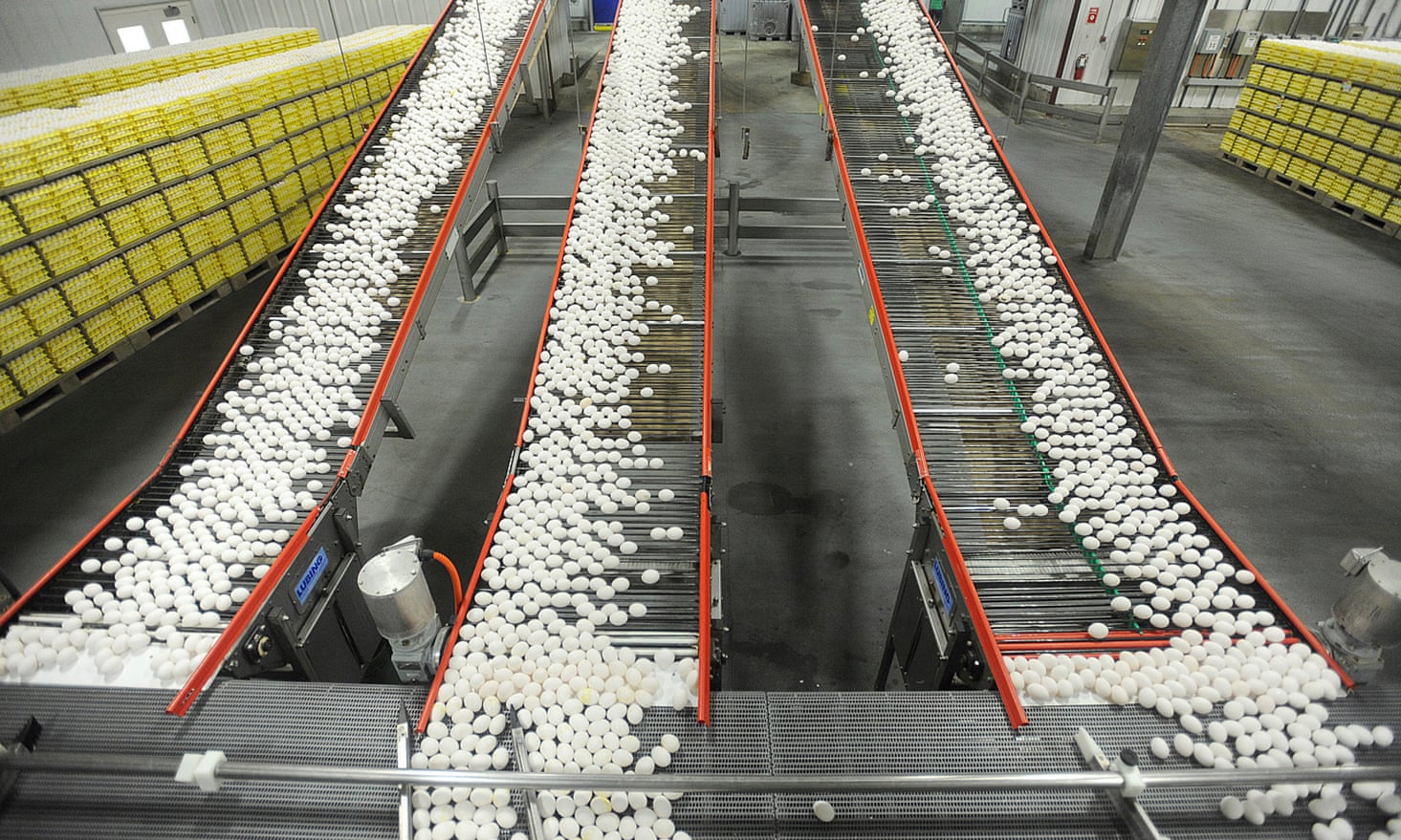 Three conveyor belts conveying hundreds of eggs at a Rose Acre Farms facility.
