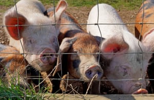 A pig farm near Ashford in Kent this summer.