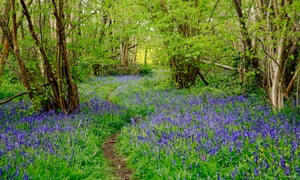 woods