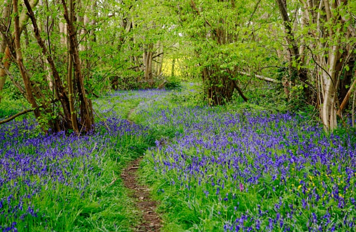 Undtagelse Picket Betaling UK nature reserves stay open for springtime solace during crisis | Wildlife  | The Guardian