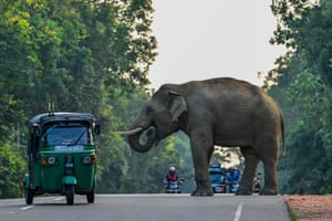 Um riquixá passa por um elefante selvagem atravessando uma estrada em Habarana, Sri Lanka