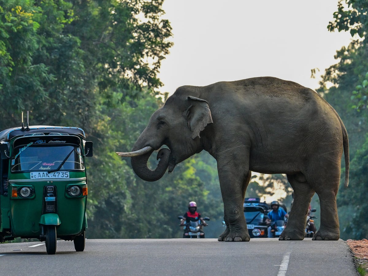 Death tolls mount as elephants and people compete for land in Sri Lanka | Global development | The Guardian