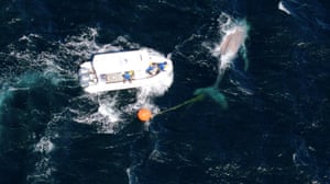 A drone view shows a humpback whale being disentangled by Sea World Foundation, supported by ORRCA, off South Golden Beach, New South Wales, Australia
