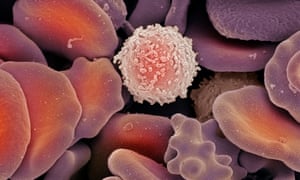 Red blood cell with labels