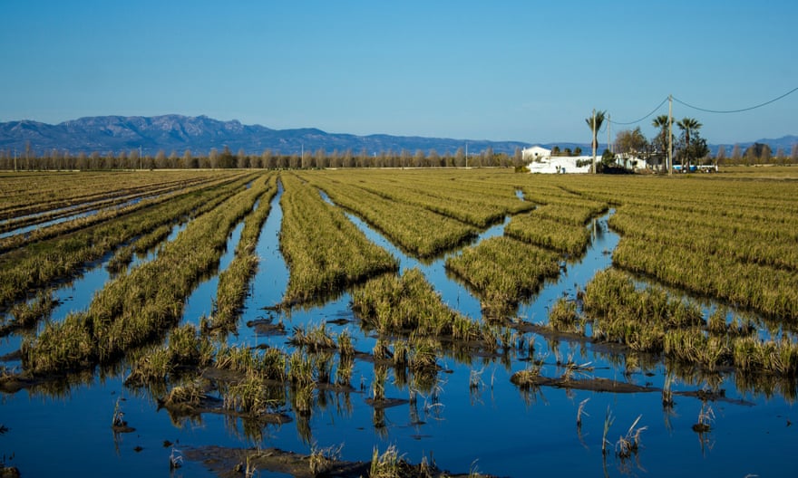 Rice growing in a field full of water, Tortosa, Ebro Delta
