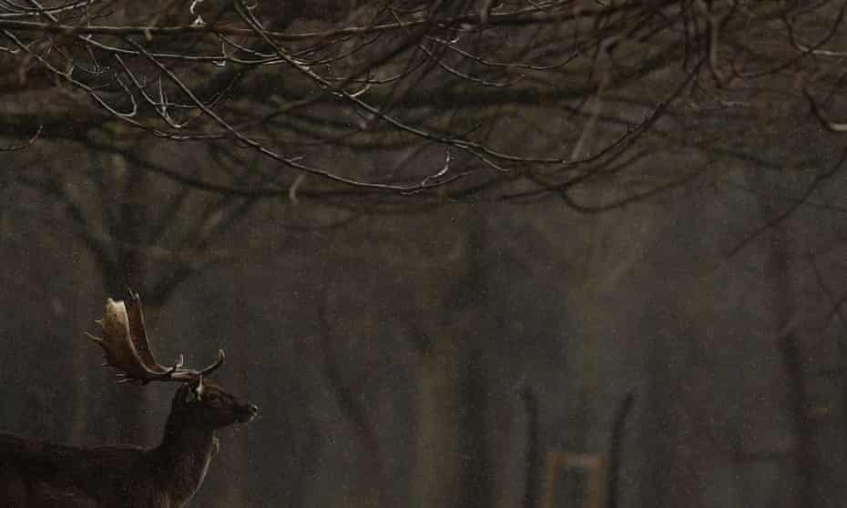 A fallow deer buck during a heavy shower in Phoenix Park, Dublin
