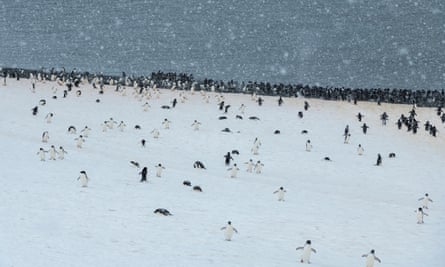 Adélie penguin colony in Hope Bay on Trinity Peninsula