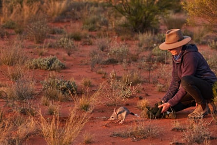 Scientist Rebecca West releases a bilby in the Wild Deserts precinct of Sturt national park.